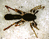  ( - SFC1N8A012)  @13 [ ] CreativeCommons - Attribution Non-Commercial Share-Alike (2010) Author: Facundo M. Labarque - MACN-Argentina Museo Argentino de Ciencias Naturales
