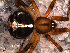  ( - SFC1N8L006)  @13 [ ] CreativeCommons - Attribution Non-Commercial Share-Alike (2010) Author: Luis N. Piacentini - MACN-Argentina Museo Argentino de Ciencias Naturales