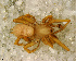  (Lygromma - SFC1NCA013)  @13 [ ] CreativeCommons - Attribution Non-Commercial Share-Alike (2010) Author: Luis N. Piacentini - MACN-Argentina Museo Argentino de Ciencias Naturales