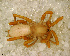  ( - SFC1NCA014)  @13 [ ] CreativeCommons - Attribution Non-Commercial Share-Alike (2010) Author: Luis N. Piacentini - MACN-Argentina Museo Argentino de Ciencias Naturales