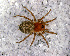  ( - SFD1D8H002)  @11 [ ] CreativeCommons - Attribution Non-Commercial Share-Alike (2010) Author: Luis N. Piacentini - MACN-Argentina Museo Argentino de Ciencias Naturales
