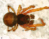  ( - SFD1NAA002)  @13 [ ] CreativeCommons - Attribution Non-Commercial Share-Alike (2010) Author: Facundo M. Labarque - MACN-Argentina Museo Argentino de Ciencias Naturales