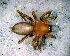 (Elaver lutescens - SFD1NBH015)  @13 [ ] CreativeCommons - Attribution Non-Commercial Share-Alike (2010) Author: Luis N. Piacentini - MACN-Argentina Museo Argentino de Ciencias Naturales