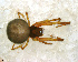  (Anapisona - SFU1N8H016)  @14 [ ] CreativeCommons - Attribution Non-Commercial Share-Alike (2010) Author: Facundo M. Labarque - MACN-Argentina Museo Argentino de Ciencias Naturales