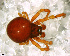  ( - SFU1NAR028)  @14 [ ] CreativeCommons - Attribution Non-Commercial Share-Alike (2010) Author: Facundo M. Labarque - MACN-Argentina Museo Argentino de Ciencias Naturales