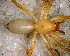  (Elaver sp. 1 FML - SFU1NBH008)  @12 [ ] CreativeCommons - Attribution Non-Commercial Share-Alike (2010) Author: Luis N. Piacentini - MACN-Argentina Museo Argentino de Ciencias Naturales