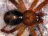  (Ameridion musawas - SFU1NBR049)  @13 [ ] CreativeCommons - Attribution Non-Commercial Share-Alike (2010) Author: Luis N. Piacentini - MACN-Argentina Museo Argentino de Ciencias Naturales