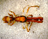  ( - SFU1NCR016)  @13 [ ] CreativeCommons - Attribution Non-Commercial Share-Alike (2010) Author: Luis N. Piacentini - MACN-Argentina Museo Argentino de Ciencias Naturales