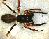  (Corinna sp. 1 FML - SFU2N7D001)  @13 [ ] CreativeCommons - Attribution Non-Commercial Share-Alike (2010) Author: Facundo M. Labarque - MACN-Argentina Museo Argentino de Ciencias Naturales
