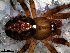  (Ameridion signum - SFU2N8H024)  @13 [ ] CreativeCommons - Attribution Non-Commercial Share-Alike (2010) Author: Luis N. Piacentini - MACN-Argentina Museo Argentino de Ciencias Naturales