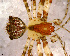  (Mimetus sp. 10 FML - SFU2NBH002)  @12 [ ] CreativeCommons - Attribution Non-Commercial Share-Alike (2010) Author: Luis N. Piacentini - MACN-Argentina Museo Argentino de Ciencias Naturales