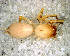  (Elaver sp. 4 FML - STB1D6L014)  @12 [ ] CreativeCommons - Attribution Non-Commercial Share-Alike (2010) Author: Mariana L. Barone - MACN-Argentina Museo Argentino de Ciencias Naturales