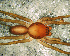  (Parachemmis sp. 10 FML - STD1N5L011)  @12 [ ] CreativeCommons - Attribution Non-Commercial Share-Alike (2010) Author: Facundo M. Labarque - MACN-Argentina Museo Argentino de Ciencias Naturales