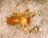  ( - SCB1DFD006)  @12 [ ] CreativeCommons - Attribution Non-Commercial Share-Alike (2010) Author: Luis N. Piacentini - MACN-Argentina Museo Argentino de Ciencias Naturales