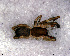  ( - SCC1DGD002)  @12 [ ] CreativeCommons - Attribution Non-Commercial Share-Alike (2010) Author: Luis N. Piacentini - MACN-Argentina Museo Argentino de Ciencias Naturales