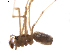  (Enoplognatha margarita - BIOUG01889-G06)  @12 [ ] Copyright  G. Blagoev 2011 Unspecified