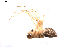  ( - BIOUG01890-A11)  @12 [ ] Copyright  G. Blagoev 2011 Unspecified