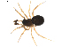  (Pelecopsis dorniana - BIOUG01891-G08)  @14 [ ] Copyright  G. Blagoev 2011 Unspecified
