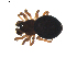  (Ceratinella ornatula - BIOUG01891-H01)  @14 [ ] Copyright  G. Blagoev 2011 Unspecified