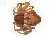  (Thanatus arcticus - BIOUG01891-H08)  @13 [ ] Copyright  G. Blagoev 2011 Unspecified
