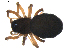  (Tubercithorax - BIOUG01892-H11)  @12 [ ] Copyright  G. Blagoev 2011 Unspecified