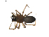  (Perro polaris - BIOUG01893-B03)  @13 [ ] Copyright  G. Blagoev 2011 Unspecified