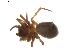  (Tibioplus - BIOUG01893-G04)  @12 [ ] Copyright  G. Blagoev 2011 Unspecified