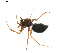  ( - BIOUG01894-D11)  @11 [ ] Copyright  G. Blagoev 2011 Unspecified