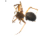  (Oryphantes bipilis - BIOUG01894-E04)  @13 [ ] Copyright  G. Blagoev 2011 Unspecified