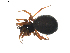  (Dicymbium libidinosum - BIOUG01895-A03)  @13 [ ] Copyright  G. Blagoev 2011 Unspecified