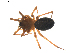  (Hilaira devitata - BIOUG01895-C04)  @13 [ ] Copyright  G. Blagoev 2011 Unspecified
