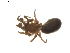 (Hilaira gibbosa - BIOUG01895-G12)  @13 [ ] Copyright  G. Blagoev 2011 Unspecified