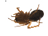  ( - BIOUG01895-H05)  @12 [ ] Copyright  G. Blagoev 2011 Unspecified