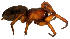  (Gnaphosa taurica - BIOUG01971-A02)  @13 [ ] Copyright  G. Blagoev 2012 Unspecified