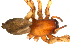  (Drassodes chybyndensis - BIOUG01971-A07)  @12 [ ] Copyright  G. Blagoev 2012 Unspecified