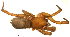  (Gnaphosa sp. 2AAF - BIOUG01971-A09)  @12 [ ] Copyright  G. Blagoev 2012 Unspecified