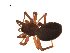  (Oedothorax trilobatus - BIOUG00178-A04)  @14 [ ] Copyright  G. Blagoev 2010 Unspecified