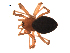  (Hypselistes semiflavus - BIOUG00178-E03)  @13 [ ] Copyright  G. Blagoev 2010 Unspecified