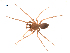  (Allomengea - BIOUG00178-G01)  @14 [ ] Copyright  G. Blagoev 2010 Unspecified
