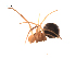  ( - BIOUG00179-C06)  @12 [ ] Copyright  G. Blagoev 2010 Unspecified