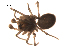  (Lophomma vaccinii - BIOUG00179-G04)  @12 [ ] Copyright  G. Blagoev 2010 Unspecified