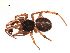  (Steatoda bipunctata - BIOUG00199-B01)  @13 [ ] Copyright  G. Blagoev 2010 Unspecified