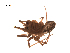 (Incestophantes laricetorum - BIOUG00200-C05)  @13 [ ] Copyright  G. Blagoev 2010 Unspecified
