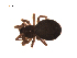  (Pseudocyba - BIOUG00200-E07)  @13 [ ] Copyright  G. Blagoev 2010 Unspecified
