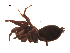  (Gnaphosa sticta - BIOUG00523-G11)  @13 [ ] Copyright  G. Blagoev 2010 Unspecified