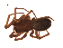  (Hilaira canaliculata - BIOUG00604-A09)  @13 [ ] Copyright  G. Blagoev 2010 Unspecified