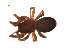  (Tibioploides pacificus - BIOUG00604-G12)  @12 [ ] Copyright  G. Blagoev 2010 Unspecified