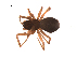  (Porrhomma montanum - BIOUG00605-D12)  @12 [ ] Copyright  G. Blagoev 2010 Unspecified