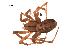  (Stemonyphantes sibiricus - BIOUG00605-E03)  @12 [ ] Copyright  G. Blagoev 2010 Unspecified