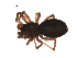  (Notioscopus sibiricus - BIOUG00606-E05)  @12 [ ] Copyright  G. Blagoev 2010 Unspecified